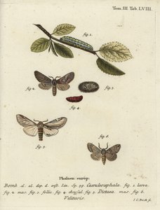 Figure of eight, swallow prominent and Drymonia velitaris moth by Johann Carl Bock