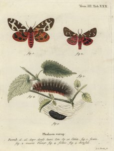Garden tiger moth or great tiger moth, Arctia caja by Johann Carl Bock