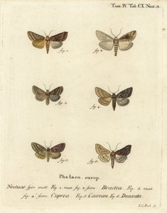 Gold Spangle, Euchalcia Modestoides, Lamprotes C-Aureum, and Panchrysia Deaurata. Handcoloured Copperplate Engraving by Johann Carl Bock