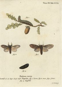 Great Prominent, Peridea Anceps by Johann Carl Bock