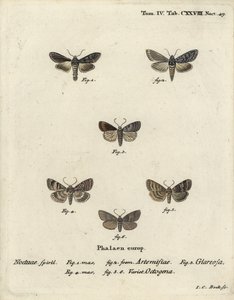 Green Silver-Spangled Shark, Cucullia Argentea, Autumnal Rustic, Eugnorisma Glareosa, Figure of Eighty, Tethea Ocularis. Handcoloured Copperplate Engraving by Johann Carl Bock after Eugenius Johann Christoph Esper’s Die Schmetterlinge in Abbildungen by Johann Carl Bock
