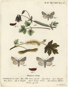 Grey Chi and Sycamore Moth (Illustration from Die Schmetterlinge) by Johann Carl Bock