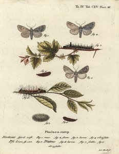 Grey dagger, Acronicta psi 1-4, and dark dagger, Acronicta tridens 5-8. Handcoloured copperplate engraving by Johann Carl Bock after Eugenius Johann Christoph Esper’s Die Schmetterlinge in Abbildungen nach der Natur, Erlangen by Johann Carl Bock