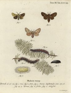 Ground lackey moth, Malacosoma castrense by Johann Carl Bock