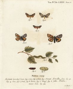 Handmaid Moth and Orange Underwing. Handcoloured Copperplate Engraving by Johann Carl Bock by Johann Carl Bock