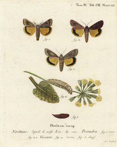 Large Yellow Underwing and Varieties. Handcoloured Copperplate Engraving by Johann Carl Bock after Eugenius Johann Christoph Esper’s Die Schmetterlinge in Abbildungen nach der Natur, Erlangen by Johann Carl Bock