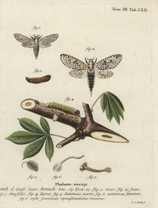 Leopard Moth, Zeuzera Pyrina by Johann Carl Bock
