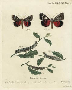 Light Crimson Underwing Moth. Handcoloured Copperplate Engraving by Johann Carl Bock after Eugenius Johann Christoph Esper’s Die Schmetterlinge in Abbildungen nach der Natur, Erlangen by Johann Carl Bock