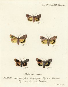 Lunar yellow underwing, Noctua orbona, and lesser broad-bordered yellow underwing or Langmaid