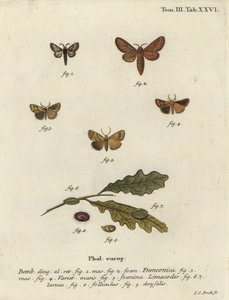 Malacosoma franconicum moth and festoon, Apoda limacodes by Johann Carl Bock