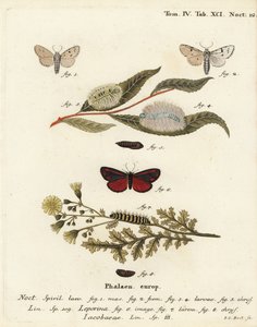 Miller Moth and Cinnabar Moth. Handcoloured Copperplate Engraving by Johann Carl Bock by Johann Carl Bock