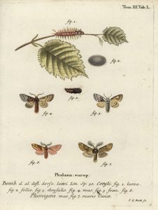 Nut-Tree Tussock and Plumed Prominent by Johann Carl Bock