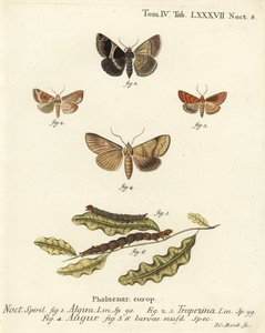 Passenger Moth, Dun-Bar, Double Dart or Soothsayer (Illustration from Die Schmetterlinge) by Johann Carl Bock