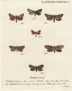 Pharmacis Carna, Orange Swift, and Gold Swift. Handcoloured Copperplate Engraving by Johann Carl Bock by Johann Carl Bock