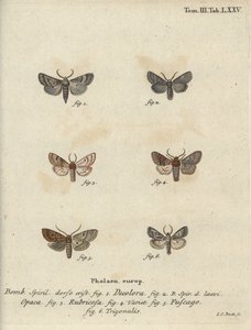 Powdered Quaker, Red Chestnut, Brick Moth, etc. by Johann Carl Bock