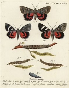 Red underwing moth, Catocala nupta. Handcoloured copperplate engraving by Johann Carl Bock after Eugenius Johann Christoph Esper’s Die Schmetterlinge in Abbildungen nach der Natur, Erlangen by Johann Carl Bock