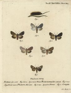 Scarce Dagger, Acronicta Auricoma, Sycamore Moth, Acronicta Aceris, Nutmeg Moth, Hadula Trifolii, and Varied Coronet, Hadena Compta. Handcoloured Copperplate Engraving by Johann Carl Bock after Eugenius Johann Christoph Esper’s Die Schmetterlinge in Abbild by Johann Carl Bock