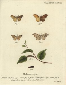 Scarce hook-tip and pebble hook-tip by Johann Carl Bock