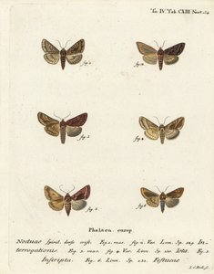 Scarce Silver Y, Plain Golden Y, and Gold Spot (Illustration from Die Schmetterlinge)