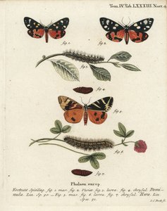 Scarlet tiger moth, Callimorpha dominula 1-4, and Jersey tiger moth, Euplagia quadripunctaria 5-7. Handcoloured copperplate engraving by Johann Carl Bock after Eugenius Johann Christoph Esper’s Die Schmetterlinge in Abbildungen nach der Natur, Erlangen by Johann Carl Bock