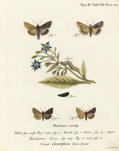 Silver Y Moth and Essex Y Moth. Handcoloured Copperplate Engraving by Johann Carl Bock by Johann Carl Bock
