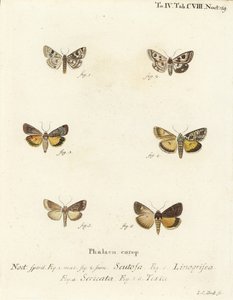 Spotted Clover, Guernsey Underwing, and Straw Underwing (Illustration from Die Schmetterlinge)