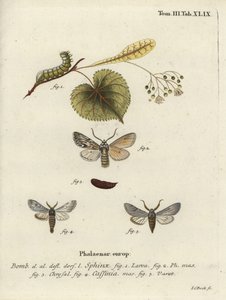 Sprawler moth, Asteroscopus sphinx by Johann Carl Bock