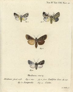 Trichosea ludifica 1,2, southern rustic, Rhyacia lucipeta 3, and Lamprosticta culta 4. Handcoloured copperplate engraving by Johann Carl Bock after Eugenius Johann Christoph Esper’s Die Schmetterlinge in Abbildungen nach der Natur, Erlangen