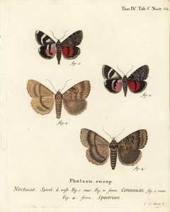 Underwing Moth and Apopestes Spectrum. Handcoloured Copperplate Engraving by Johann Carl Bock