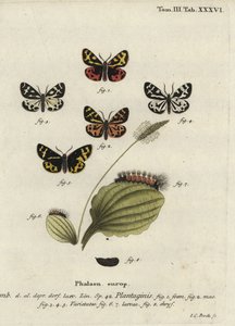 Wood tiger moth, Parasemia plantaginis by Johann Carl Bock