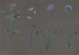 Study of Three Flowers by Johann Christian August Birnbaum