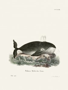 Bowhead Whale