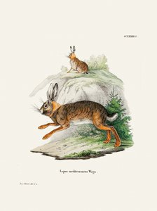 Cape Hare