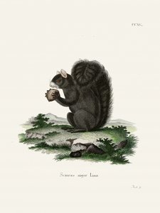 Fox Squirrel