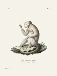 Gracile Capuchin Monkey