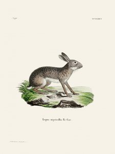 Indian Hare