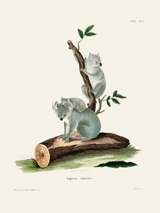 Koala