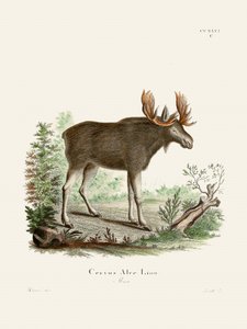Moose