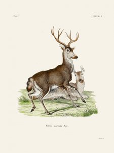 Mule Deer