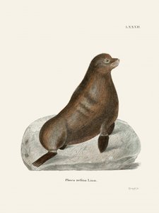 Northern Fur Seal