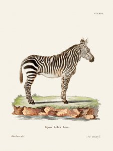 Zebra from Die Säugthiere by Johann Christian Daniel Von Schreber
