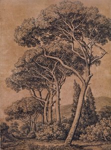 Schirmpinien 1791 by Johann Christian Reinhart