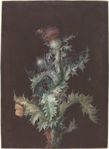 Thistle with Insects