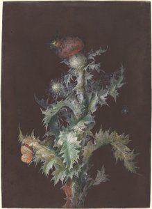 Thistle with Insects, c. 1755