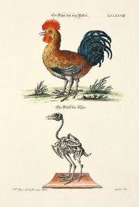 A Rooster with Three Feet and its Skeleton