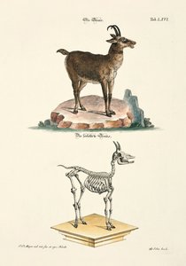 Chamois and its Skeleton