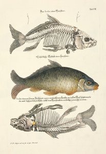 Common Carp with Skeleton