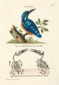 Common Kingfisher with Skeleton