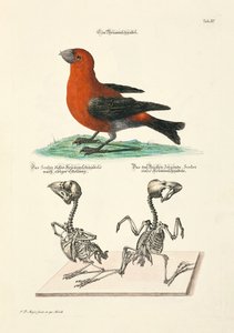 Crossbill with Skeletons