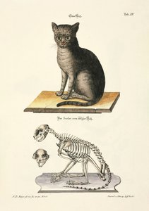 Domestic Cat and its Skeleton